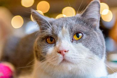 《命运2》神隐赛季火热进行中，阿格尔的权杖等你拿